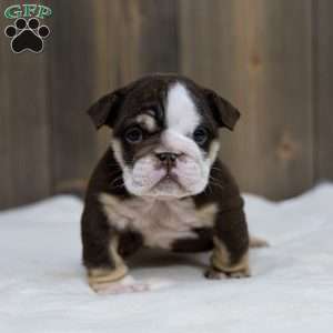 Cocoa Tide, English Bulldog Puppy